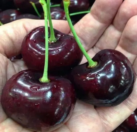 Черешня Гигант РЭД
