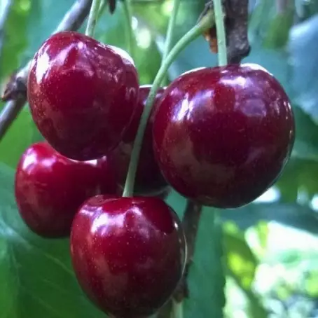 Черешня Гигант РЭД — крупноплодный сорт
