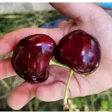 Черешня Гигант РЭД — крупные плоды