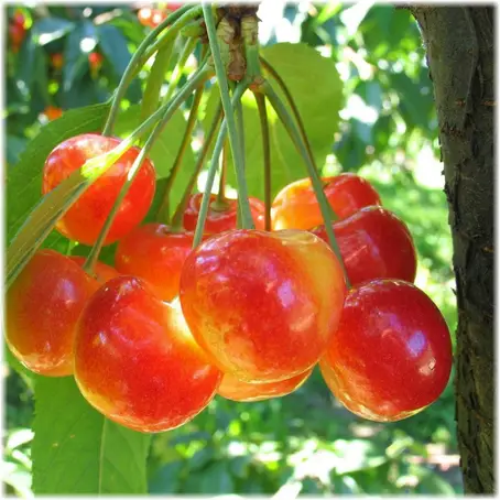 Саженец черешни сорта ГЕНЕРАЛЬСКАЯ