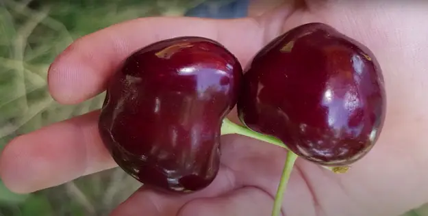 Черешня Гигант РЭД — урожай